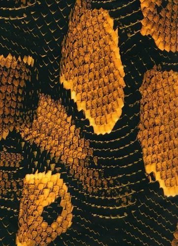 Boa Snake Skin Yellow - Orange Hydrographics Film water transfer printing